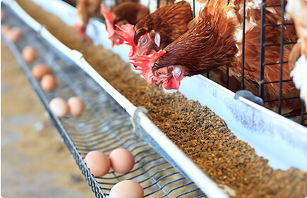 Animal-husbandry (1)