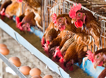 Six major concerns in laying hen farming