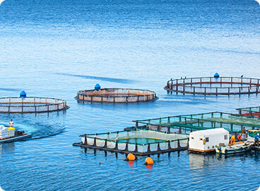Regarding How to Properly Maintain Water Bodies in Aquaculture